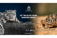 La 30ème réunion du Groupe de travail d’INTERPOL sur la criminalité liée aux espèces sauvages s’est intéressée à la manière dont ces activités touchent d’autres secteurs que ceux spécialisés dans l’environnement.